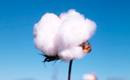 國際美棉標(biāo)準(zhǔn)不知道?劉潭服裝加工廠普及知識啦! 國際美棉標(biāo)準(zhǔn)不知道?劉潭服裝加工廠普及知識啦!