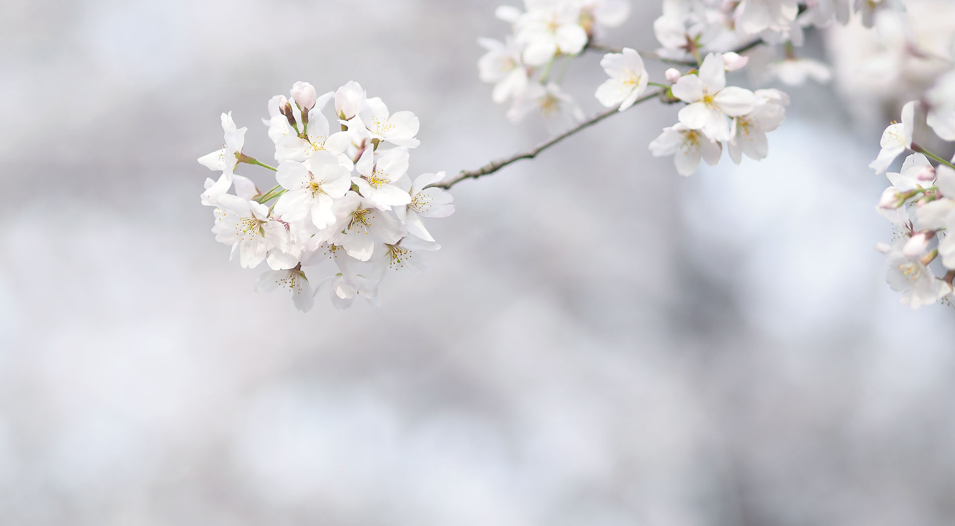 微信圖片_20200330104006 劉潭服裝清明放假通知